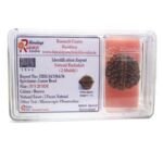2 Mukhi Rudraksha Lab Certified