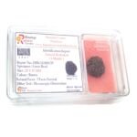 3 Mukhi Rudraksha Lab Certified
