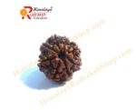 8 Face Rudraksha