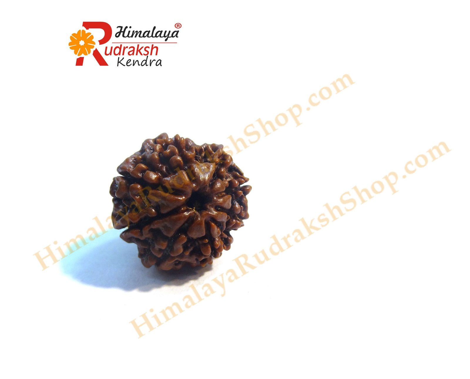 8 Mukhi Rudraksha Nepali 8 Face Rudraksha