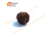 8 Face Rudraksha