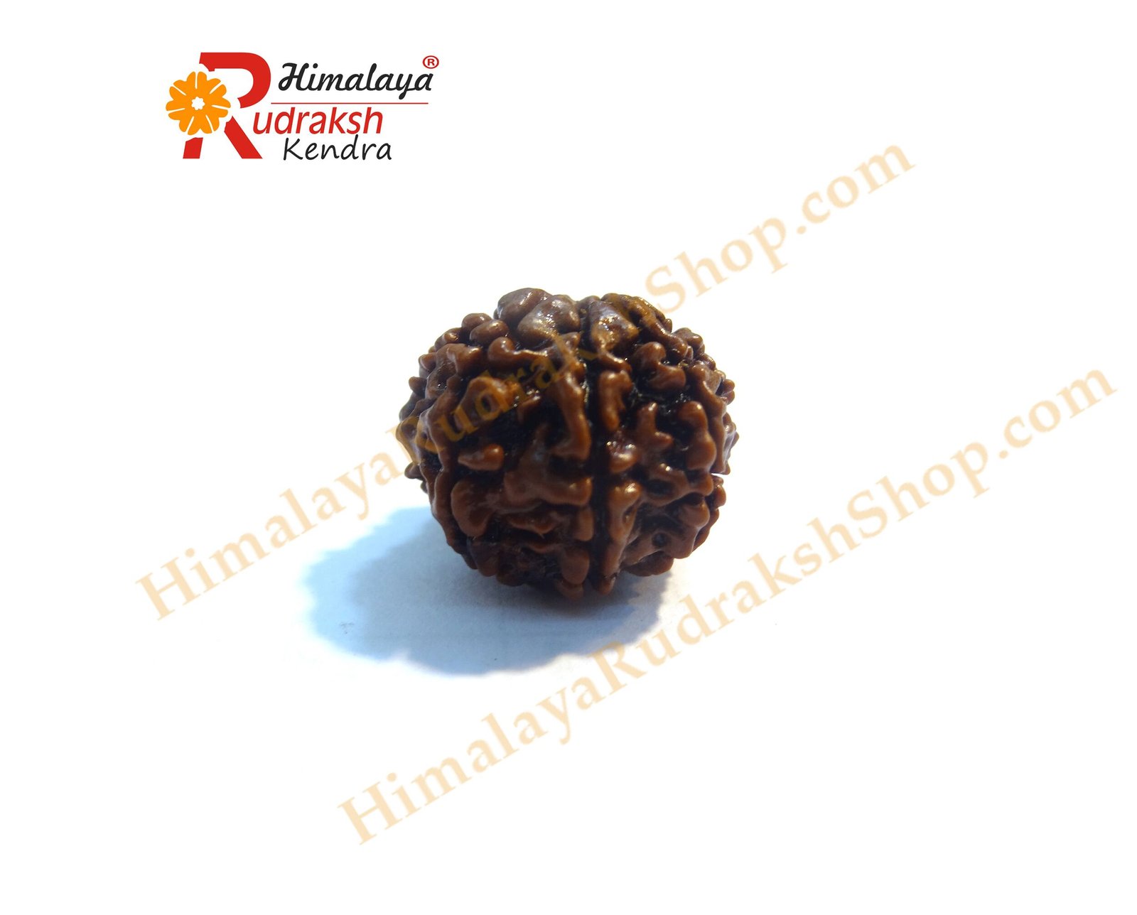 8 Mukhi Rudraksha Nepali 8 Face Rudraksha