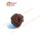 8 Face Rudraksha