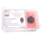 5 Mukhi Rudraksha Nepali Lab Certified