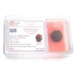 6 Mukhi Rudraksha Nepali Lab Certified