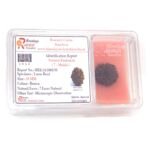 7 Mukhi Rudraksha 1