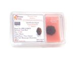 7 Mukhi Rudraksha 1