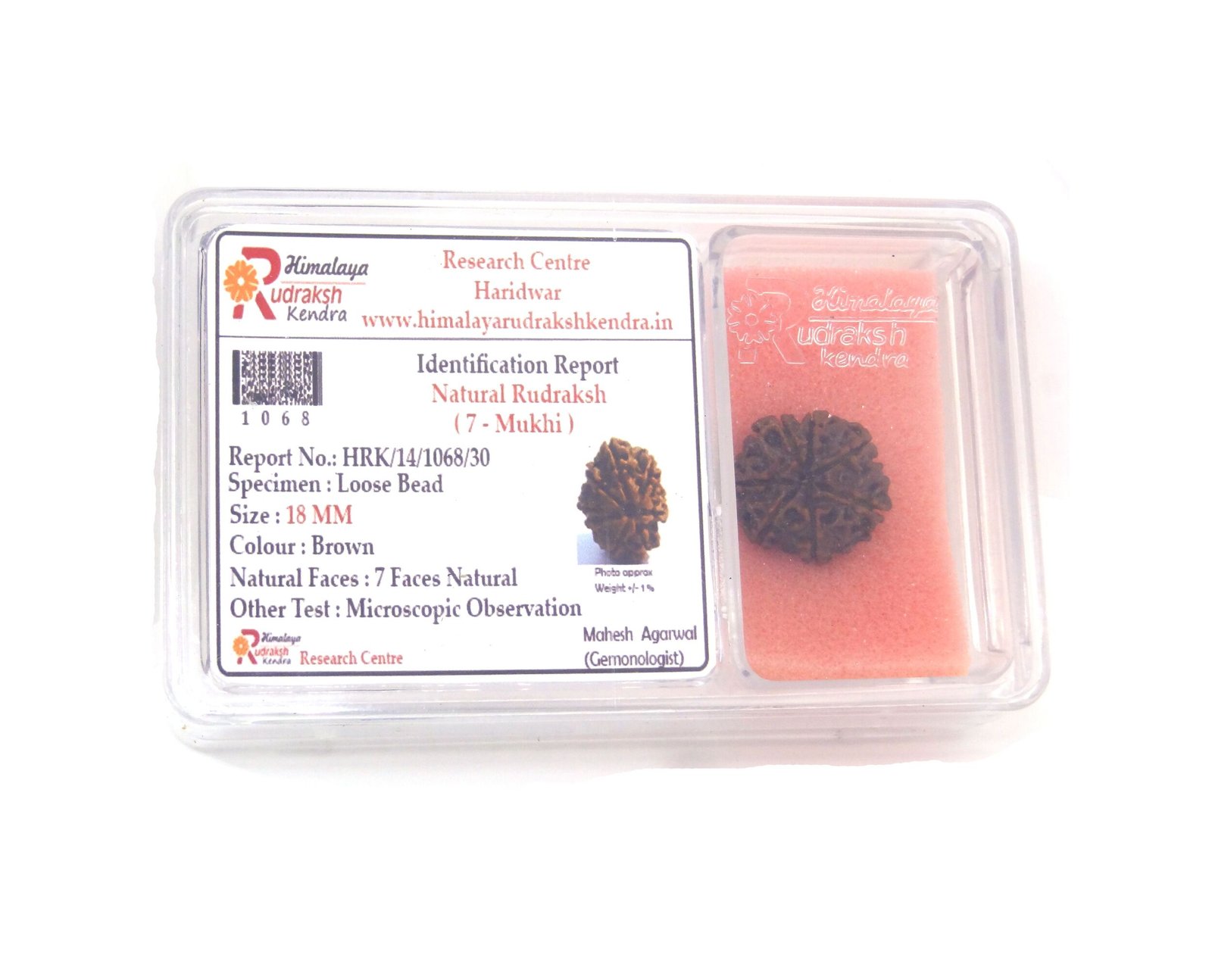 7 Mukhi Rudraksha 1 7 Mukhi Rudraksha 1
