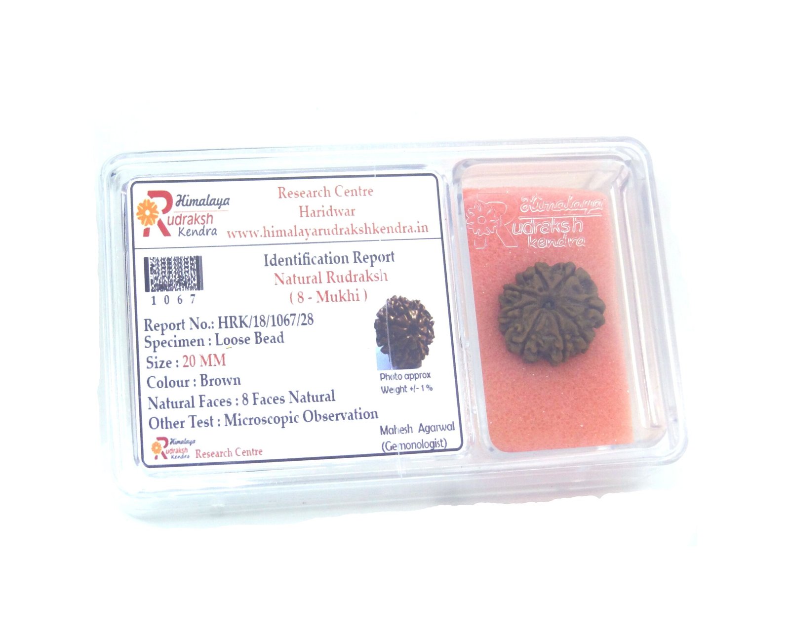 8 Mukhi Rudraksha Nepali 8 Face Rudraksha