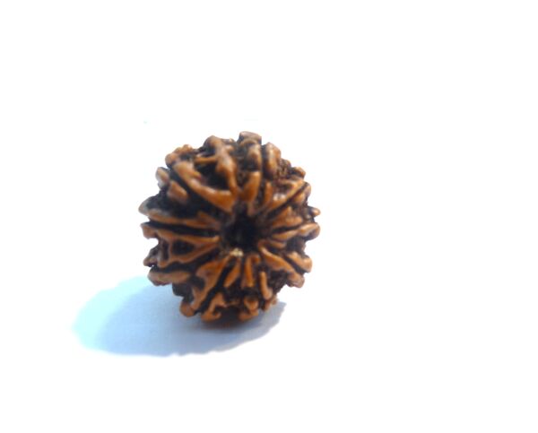 9 Face Rudraksha