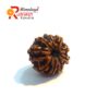 9 Face Rudraksha