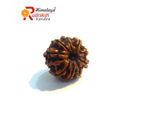 9 Face Rudraksha