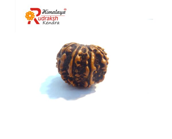 9 face Rudraksha