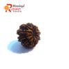 9 Face Rudraksha