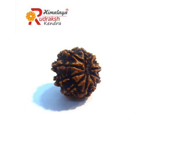 9 Face Rudraksha