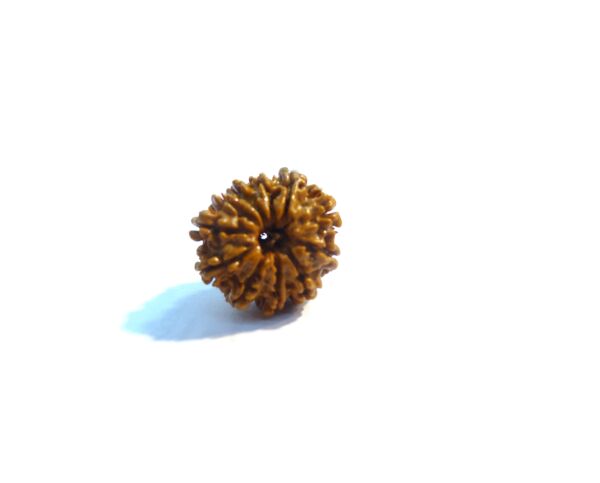 10 Mukhi Rudraksha 1