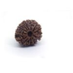 12 Mukhi Rudraksha 1