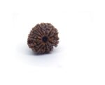 12 Mukhi Rudraksha 1