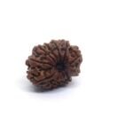 11 Mukhi Rudraksha 1