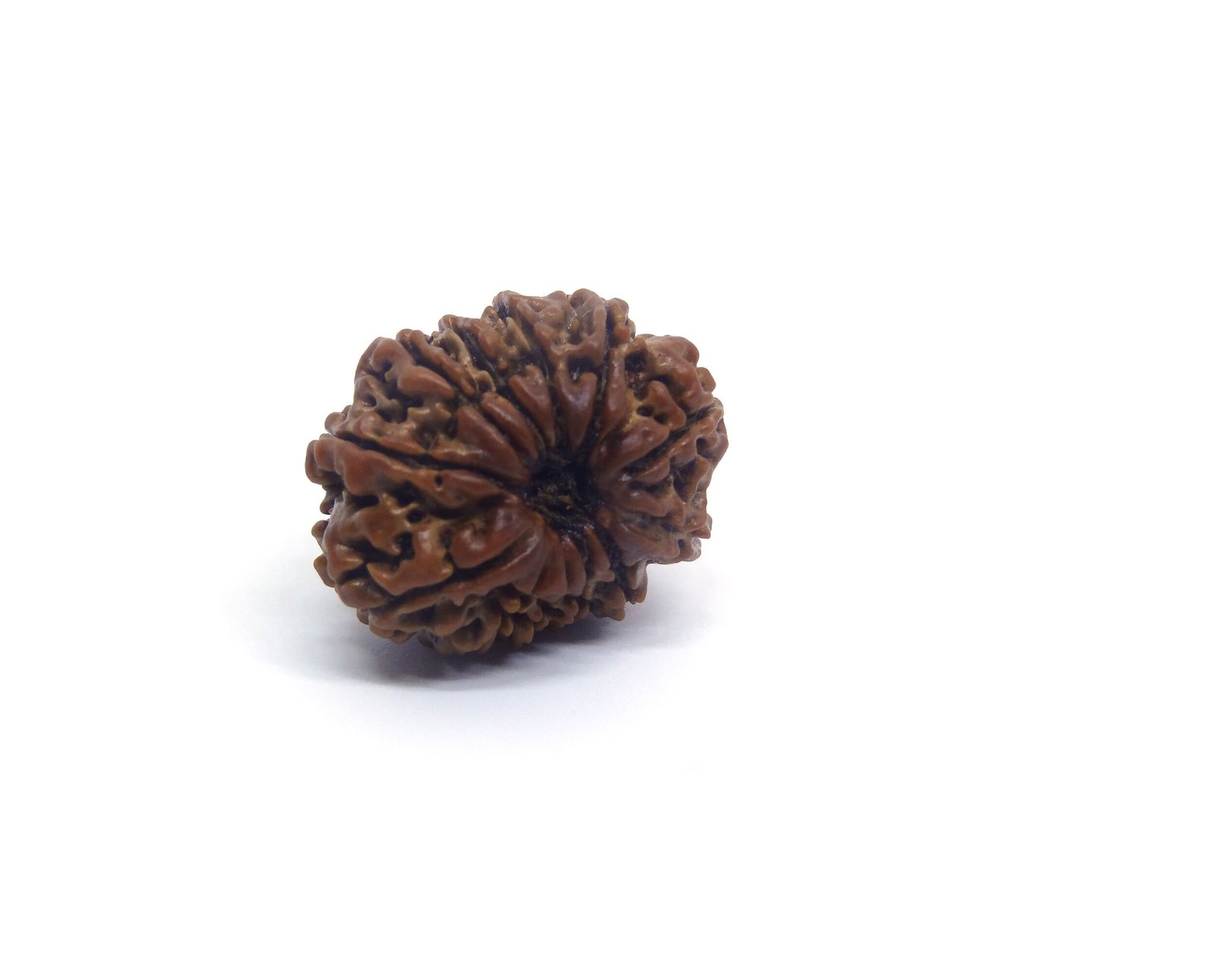 11 Mukhi Rudraksha 1 11 Mukhi Rudraksha 1