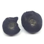 Natural Chakra Shaligram Shila 241 grams