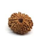 13 Mukhi Rudraksha 1
