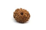 13 Mukhi Rudraksha 1