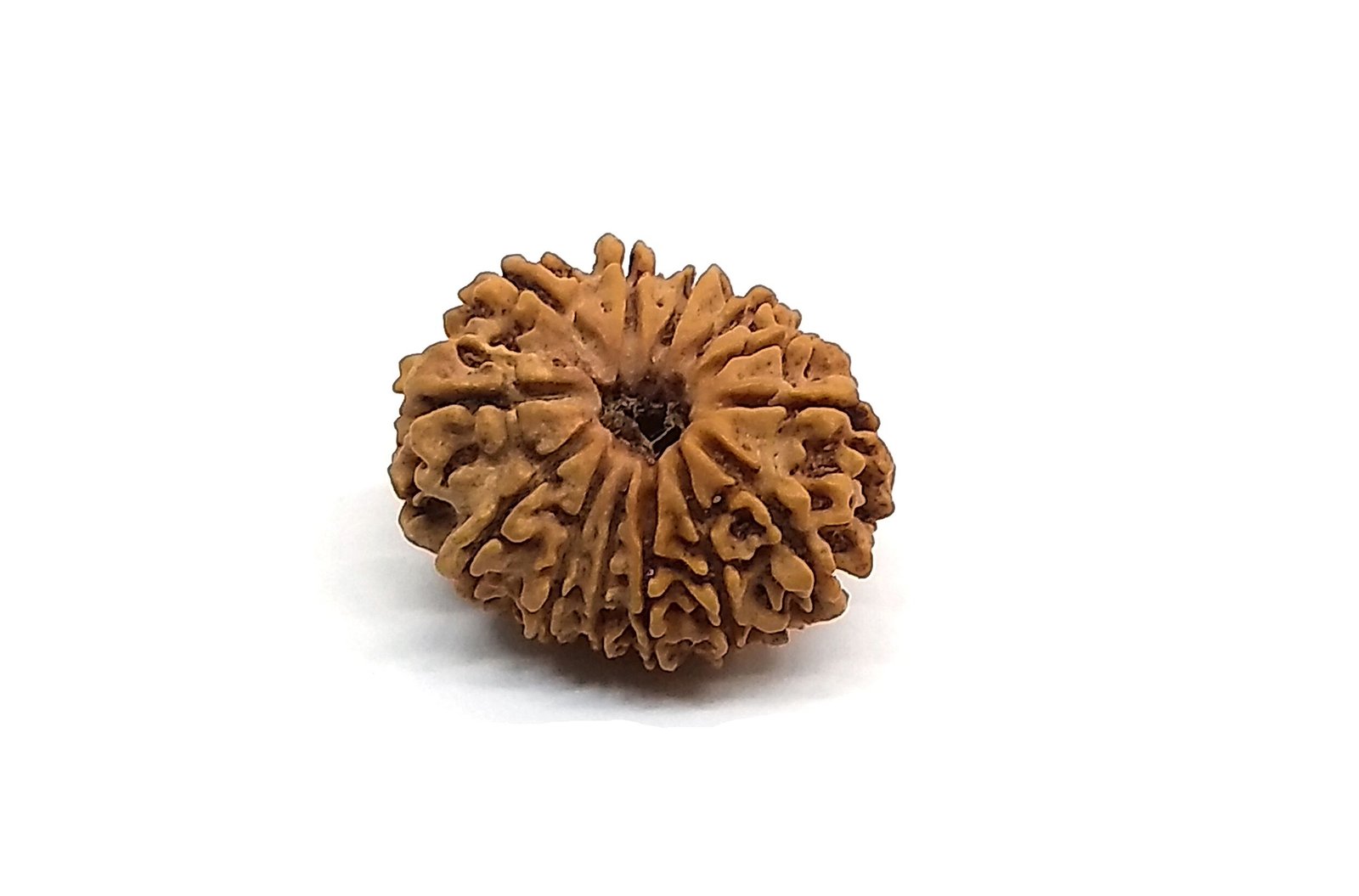 13 Mukhi Rudraksha 1 13 Mukhi Rudraksha 1