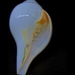 Natural Blowing Shankh Conch 6 Inches