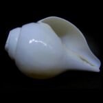Natural Blowing Shankh Conch 5 Inches