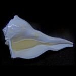 Natural Dakshinavarti Lakshmi Shankh Conch 5 - 6 Inches