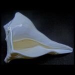 Natural Dakshinavarti Lakshmi Shankh Conch 4 - 5 Inches