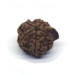 Ganesh Mukhi Rudraksha Nepali Lab Certified