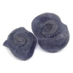 Natural Chakra Shaligram Shila 1086 grams