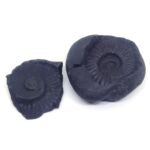 Natural Chakra Shaligram Shila 744 grams