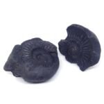 Natural Chakra Shaligram Shila 795 grams