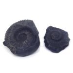 Natural Chakra Shaligram Shila 350 grams