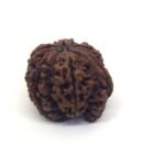Ganesh Mukhi Rudraksha Nepali Lab Certified ( Big size )