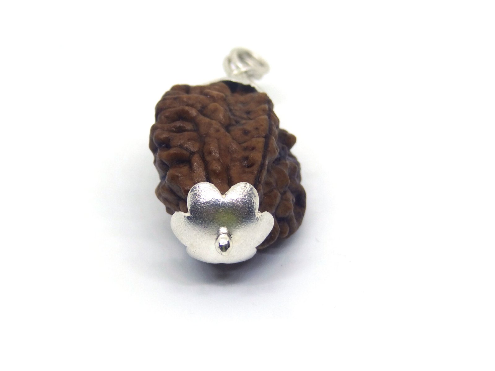 DSC06089 Copy 2 Mukhi Rudraksha in Silver Cap