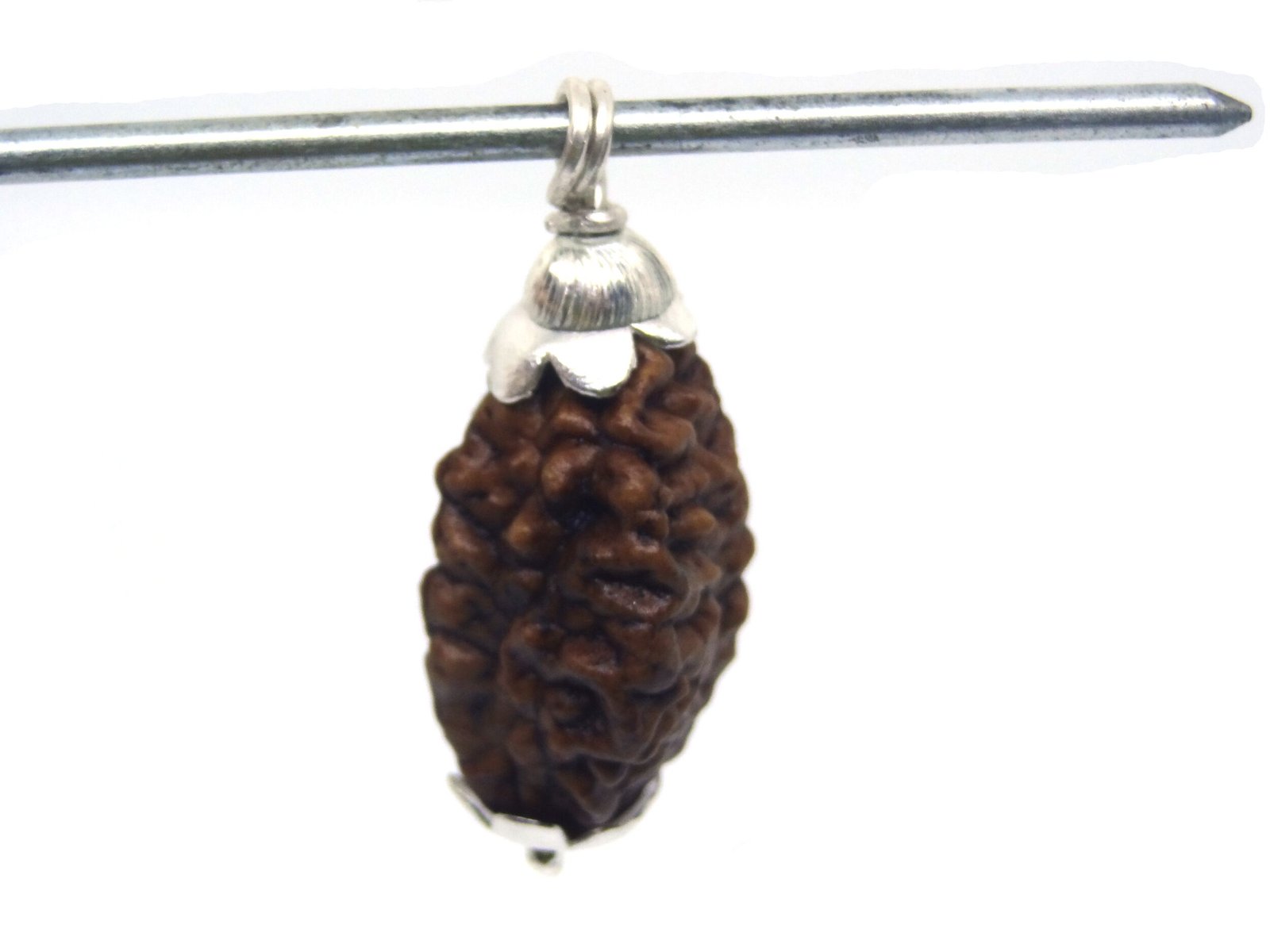 DSC06092 Copy 2 Mukhi Rudraksha in Silver Cap