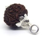 10 Mukhi Rudraksha 2