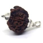 Ganesh Mukhi Rudraksha in Silver Cap ( Nepal Origin )