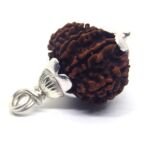 11 Mukhi Rudraksha 2