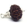 13 Mukhi Rudraksha 2