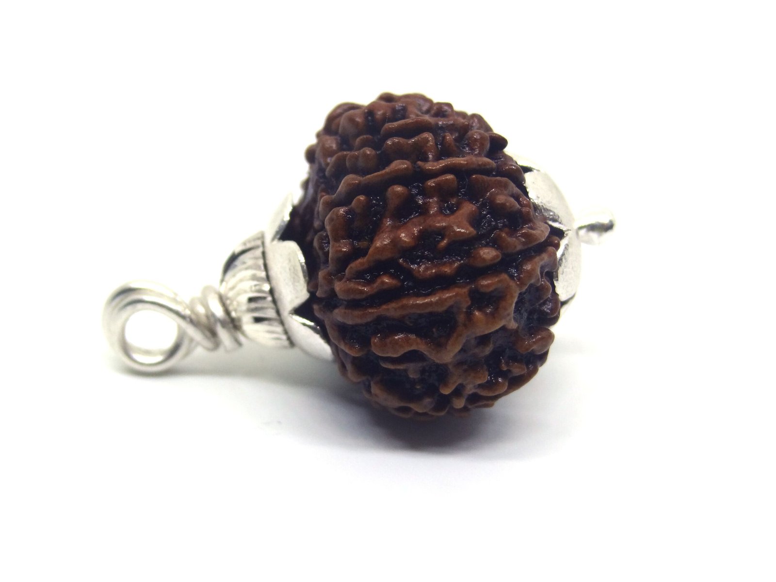 13 Mukhi Rudraksha 2 13 Mukhi Rudraksha 2