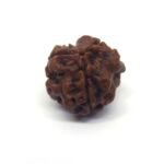 3 Mukhi Rudraksha Nepali Lab Certified