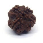 4 Mukhi Rudraksha Nepali ( Big Size ) Lab Certified