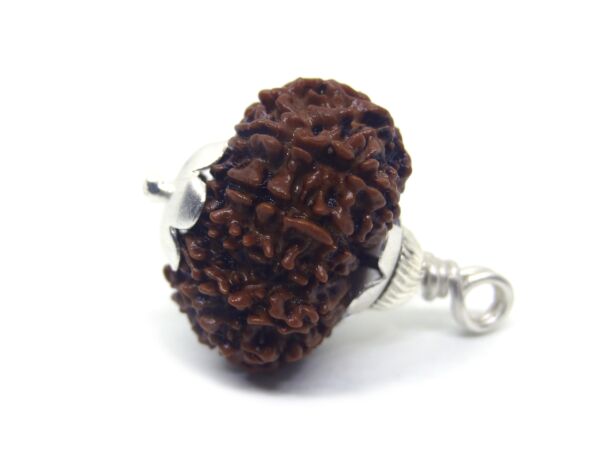 12 Mukhi Rudraksha 2