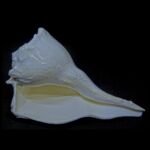 Natural Dakshinavarti Lakshmi Shankh Conch 7 - 8 Inches