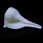 Natural Dakshinavarti Lakshmi Shankh Conch 3 - 4 Inches